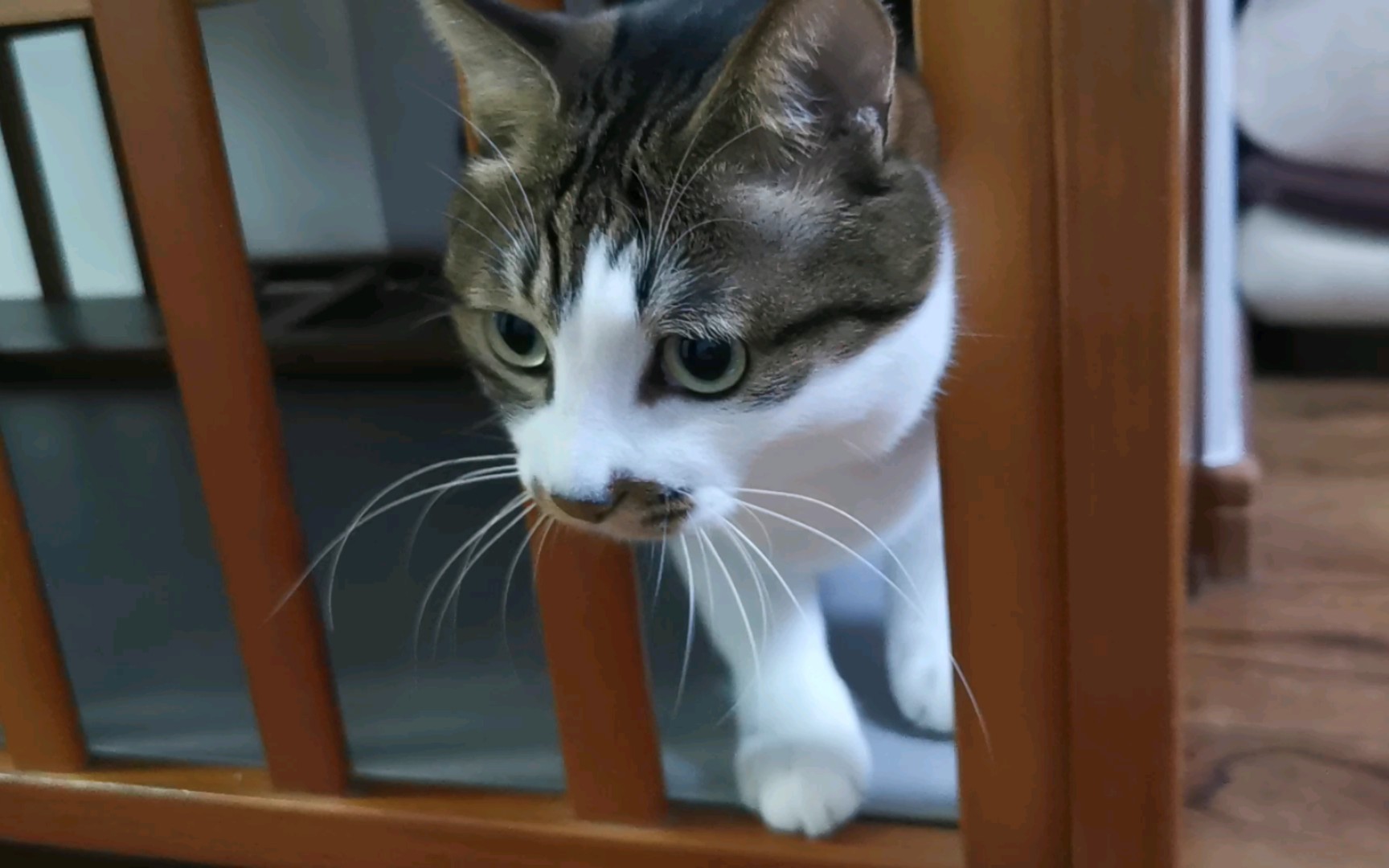 小猫咪居然喜欢监狱play!