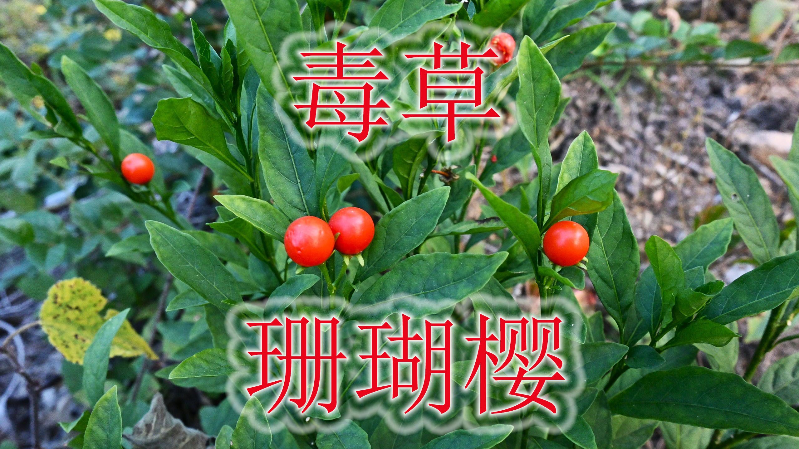 农村常见植物“珊瑚樱”,根泡酒又称“活血王”,可惜是毒草!哔哩哔哩bilibili