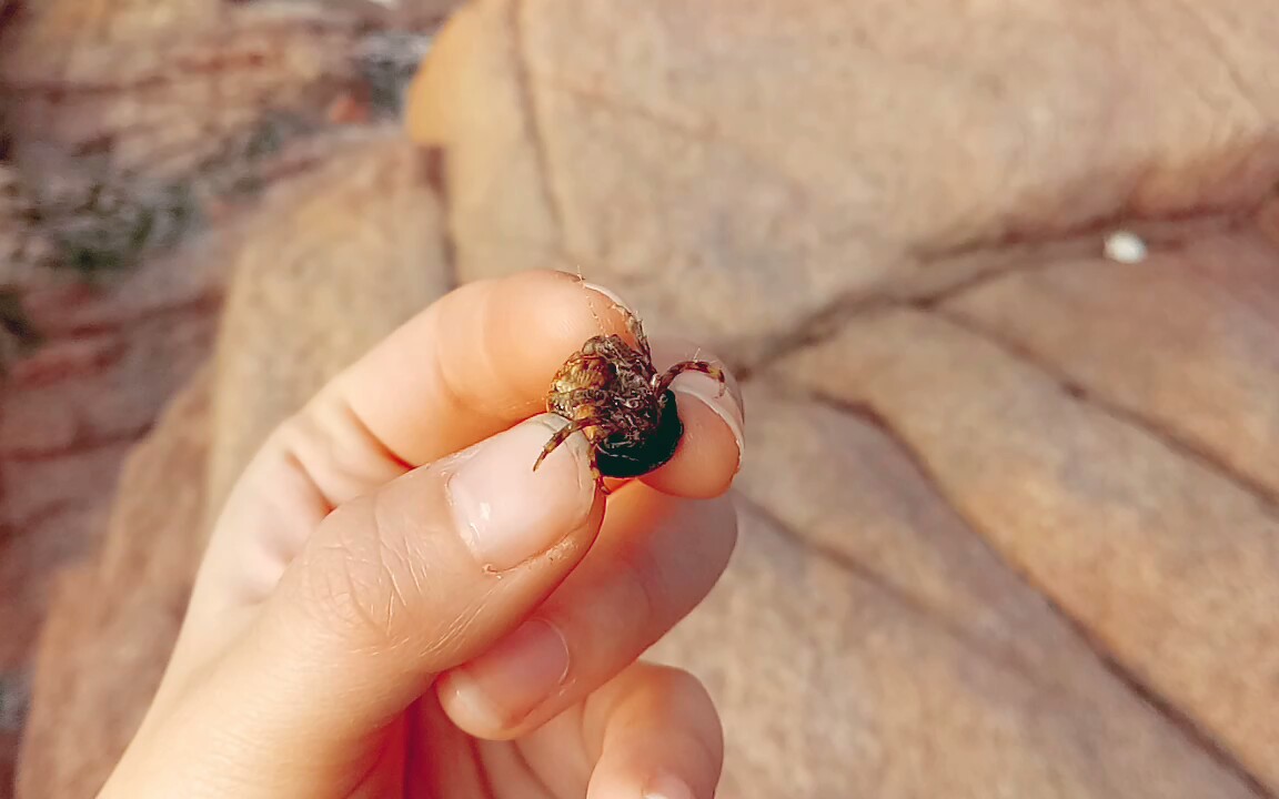 小小记录一下寄居蟹出壳过程吖