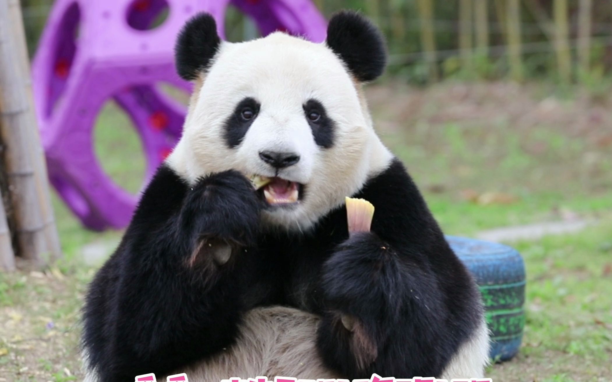 大熊猫暖暖:马来西亚海归暖公主,一对葡萄眼,闪闪惹人爱