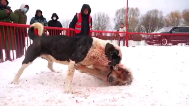 现役最优秀中亚猎狼犬之一,105公斤的黑虎一口气战斗38分钟哔哩哔哩bilibili