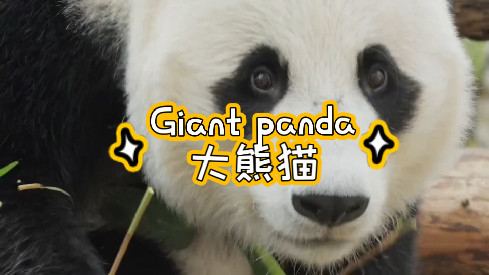 [图]【趣味英语】 Giant panda | 大熊猫