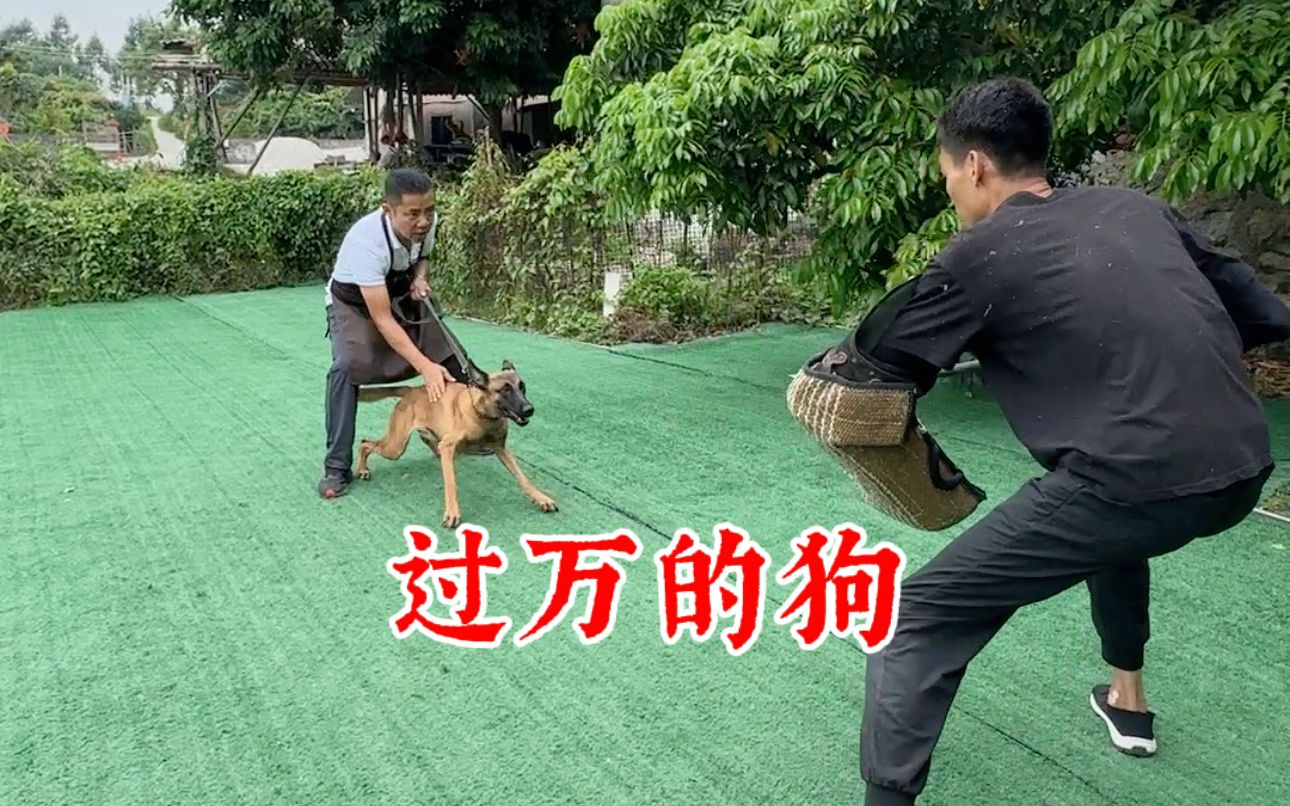 工作犬很少有人训母的,今天咱就训条母工作犬,你们看看还行吗?哔哩哔哩bilibili