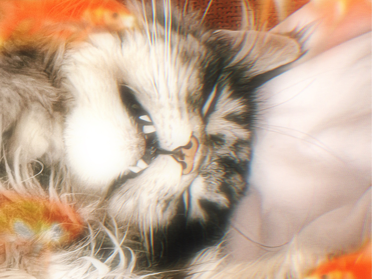 第一视角享受猫咪撒娇