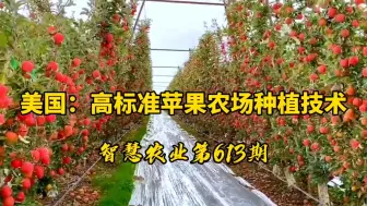 Download Video: 美国：高标准苹果农场种植技术