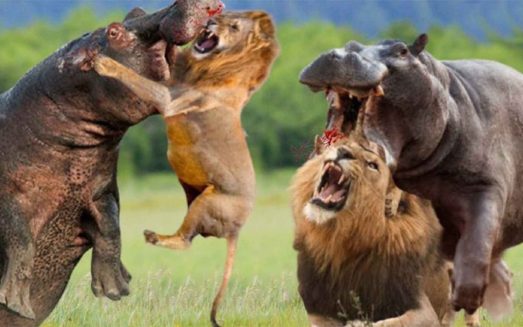 狮子与河马战斗至死,谁会赢?狮子与河马!