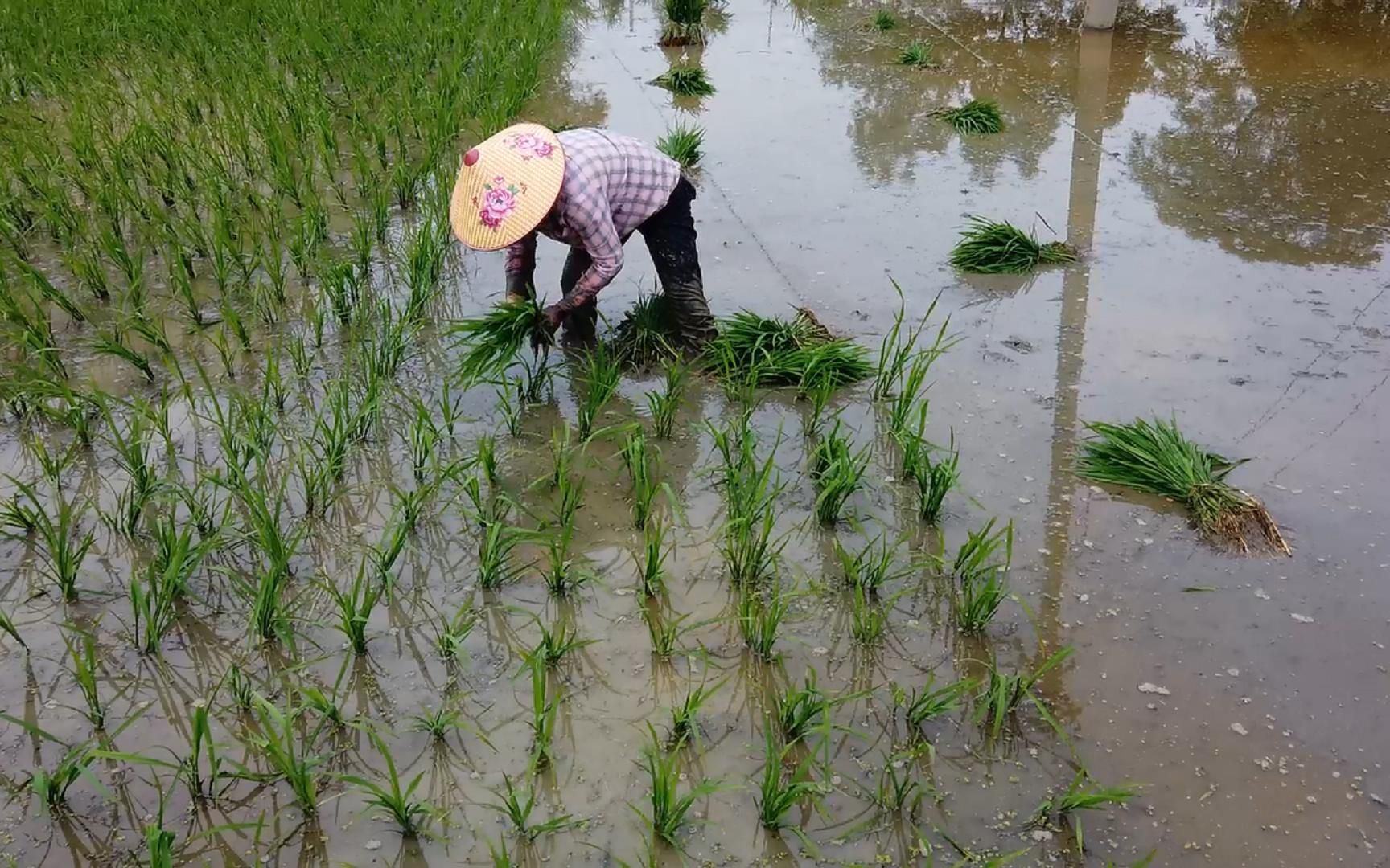 湖北荆州,农民插秧的场景,谁知盘中餐,粒粒皆辛苦啊