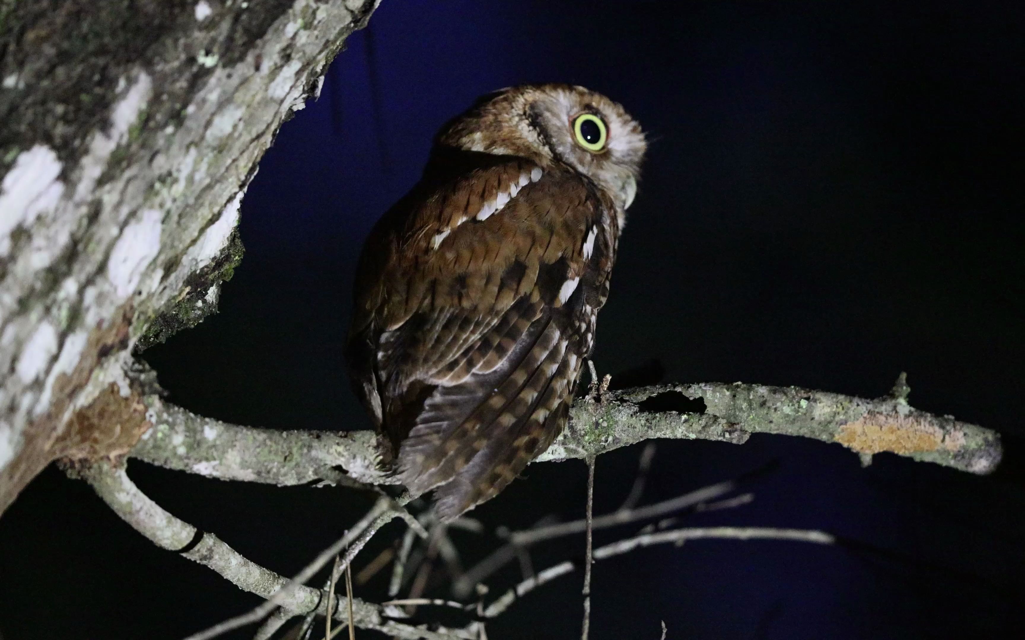 美国鸟类19:东美角鸮_哔哩哔哩_bilibili