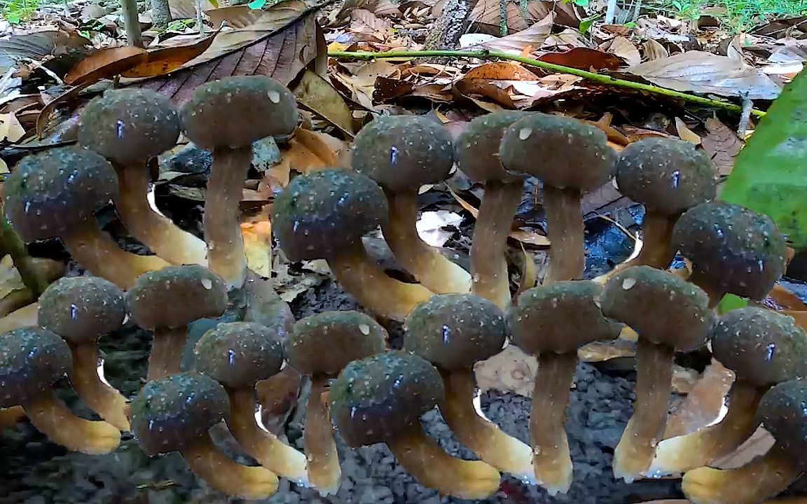 上山采蘑菇,今天全是黑蘑菇,好解压!