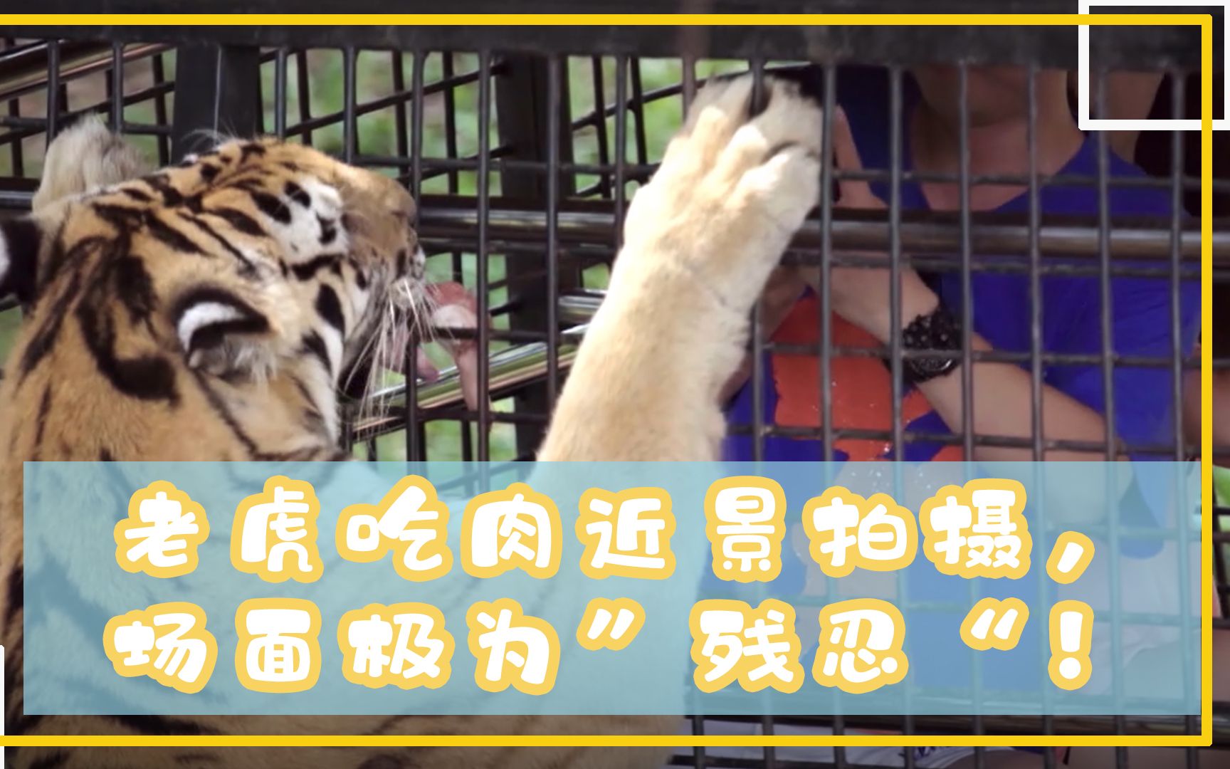 老虎吃肉近景拍摄,场面极为"残忍"!