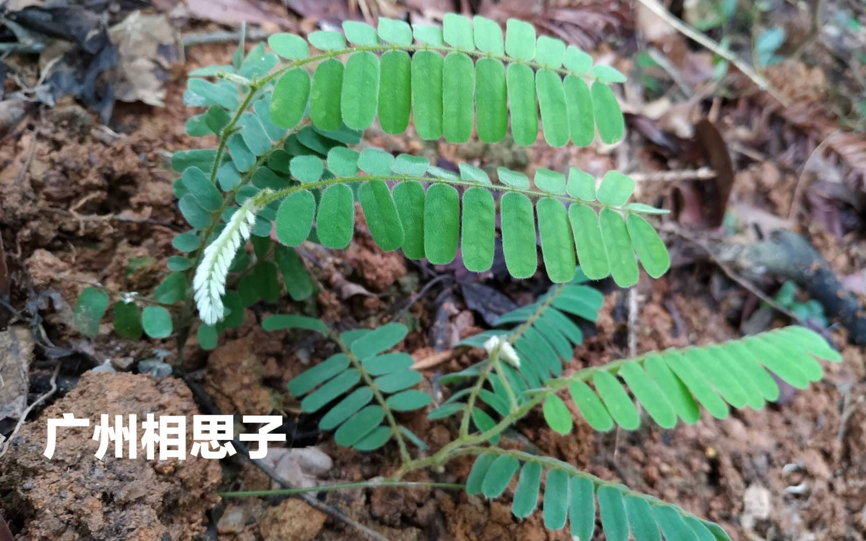 广州相思子种子虽然有毒却被广泛种植全草是煲汤的好材料