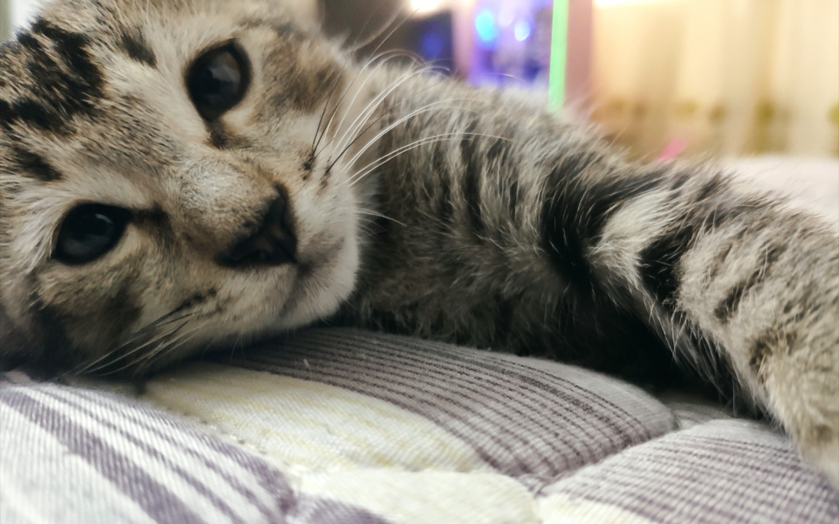 猫猫第一次吃煎鱼鱼,喵喵呜呜呜