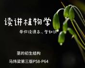 植物学—茎的初生结构哔哩哔哩bilibili