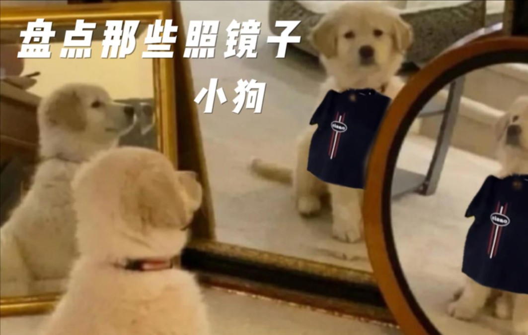 盘点全网那些照镜子的可爱修狗