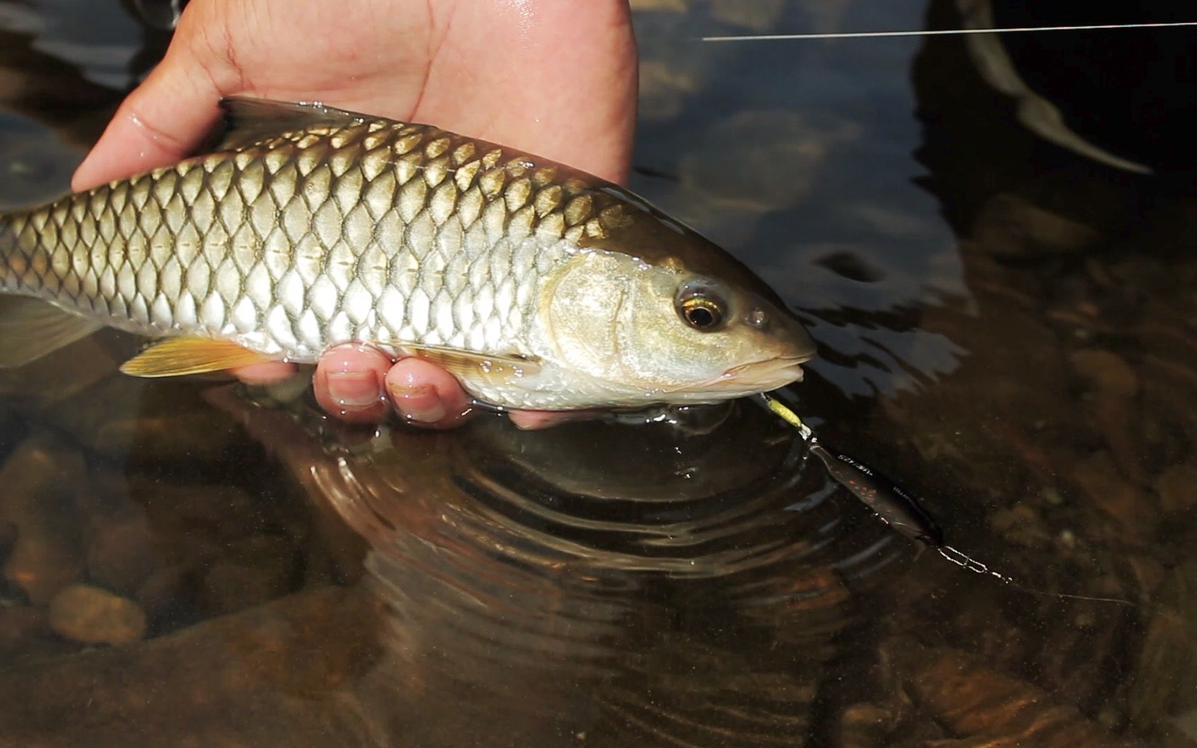 寻溪路亚&vlog.45