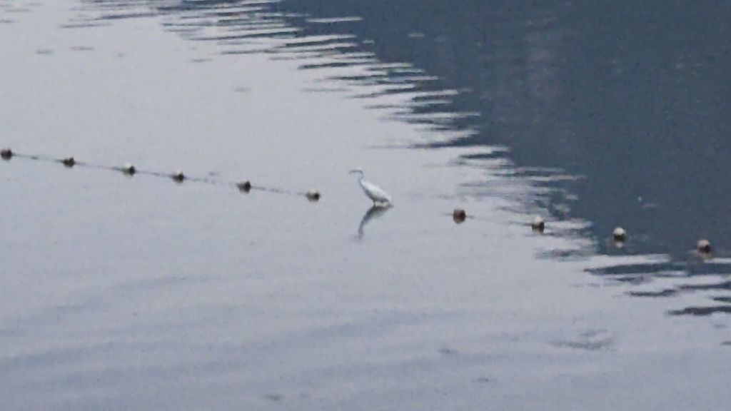 【白色的水鸟在晨练水上漂】#河边随拍