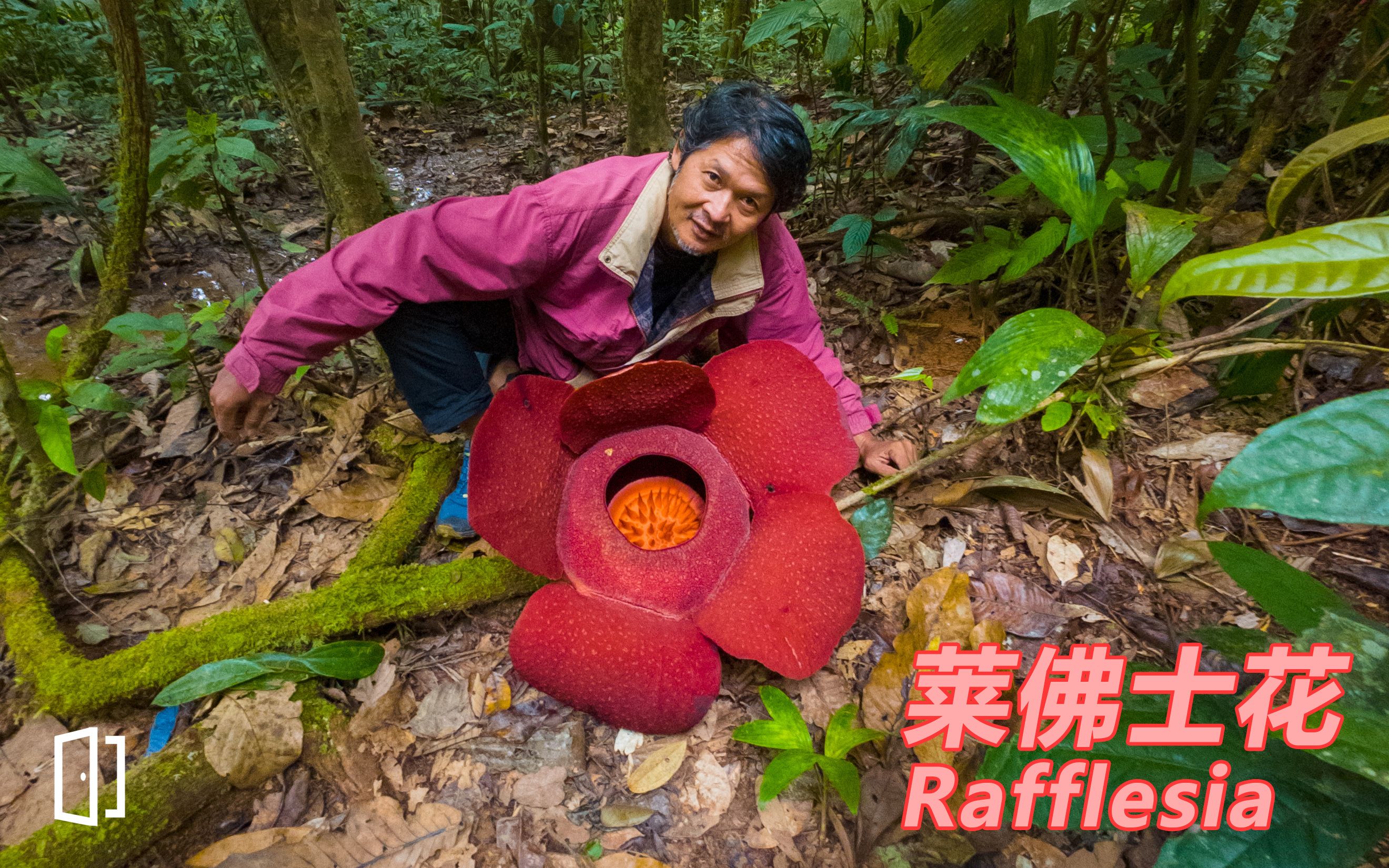 寻找世界最大的花【莱佛士花】马来西亚 | 马来草民