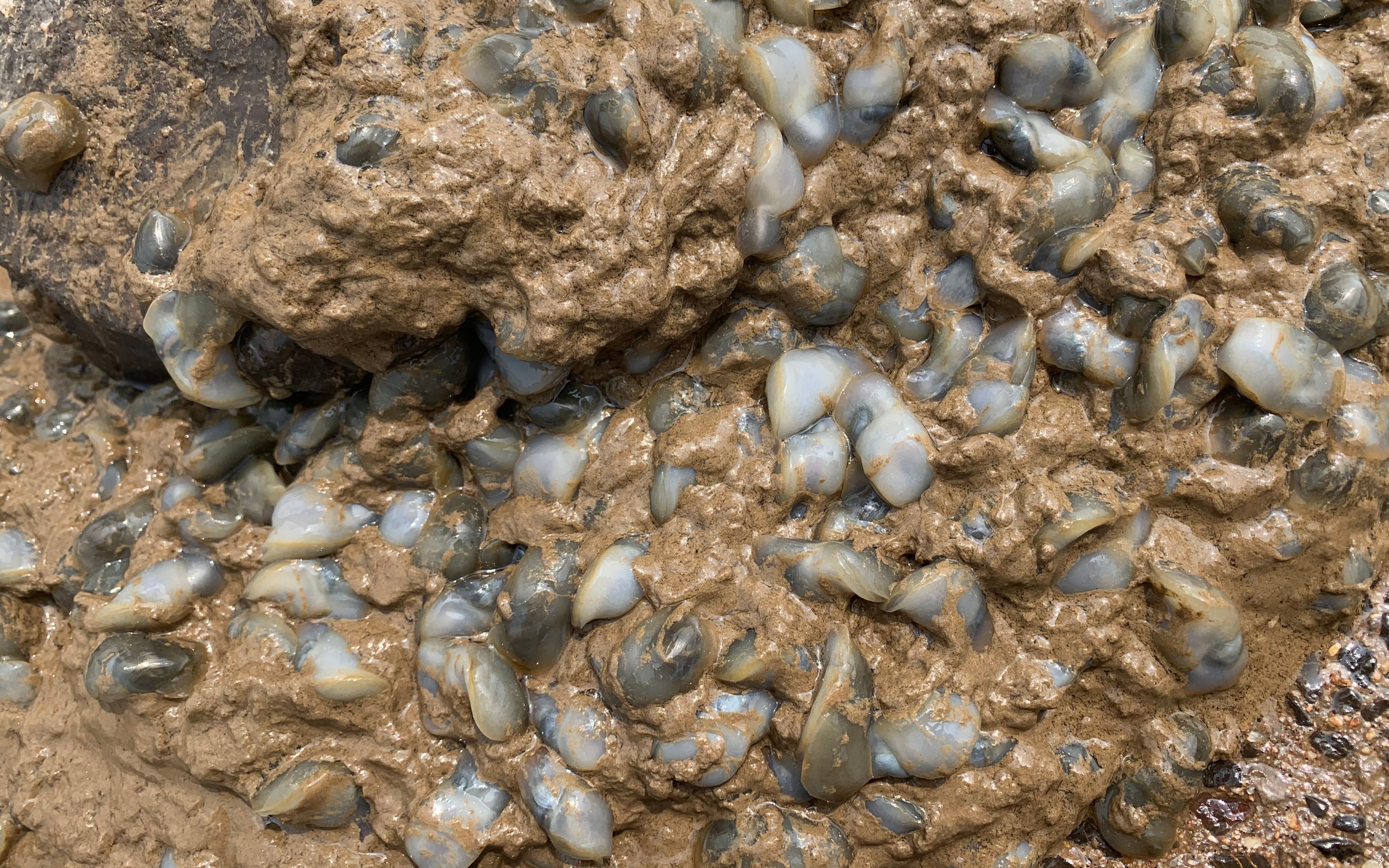 大胖赶海遇好货,沙滩上的泥螺铺满一层,大胖捡都捡不完