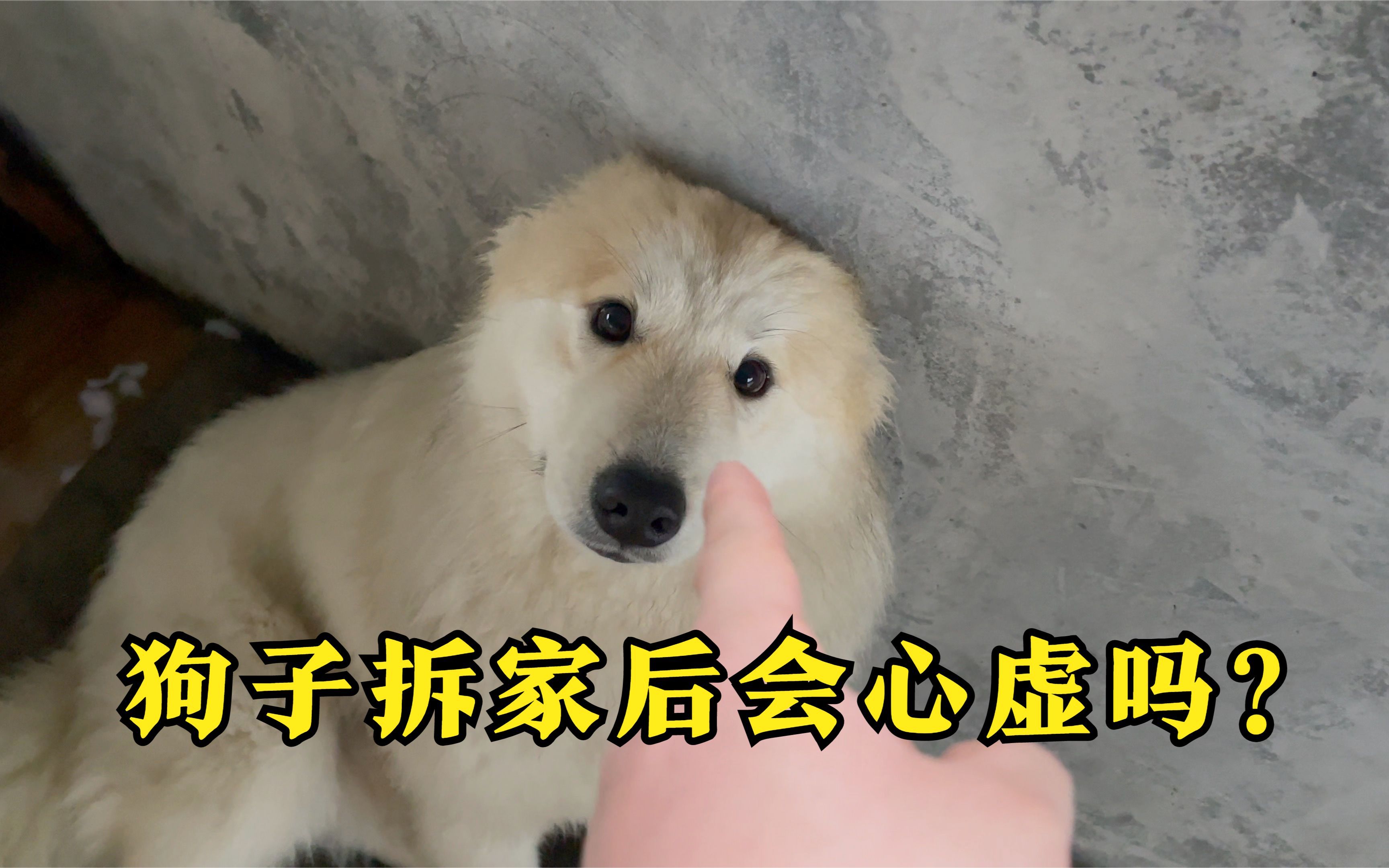 狗子拆家后会心虚吗?_哔哩哔哩_bilibili