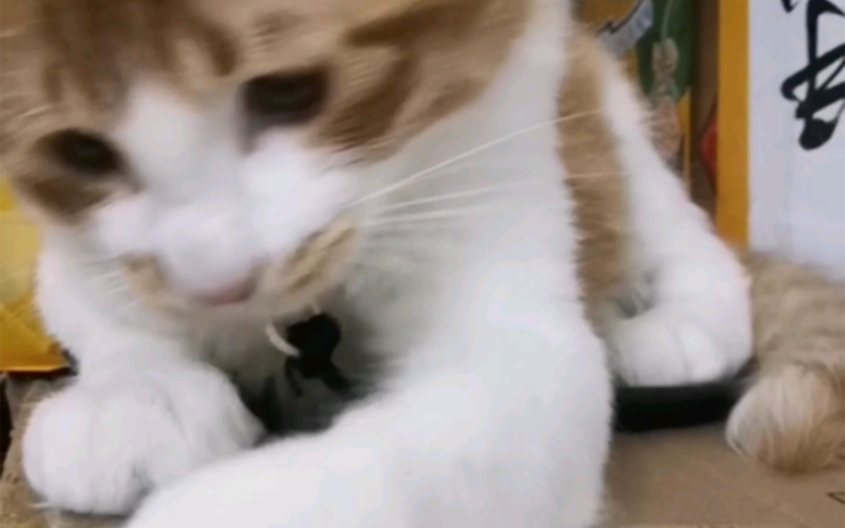 捕捉到一只青涩的小可爱