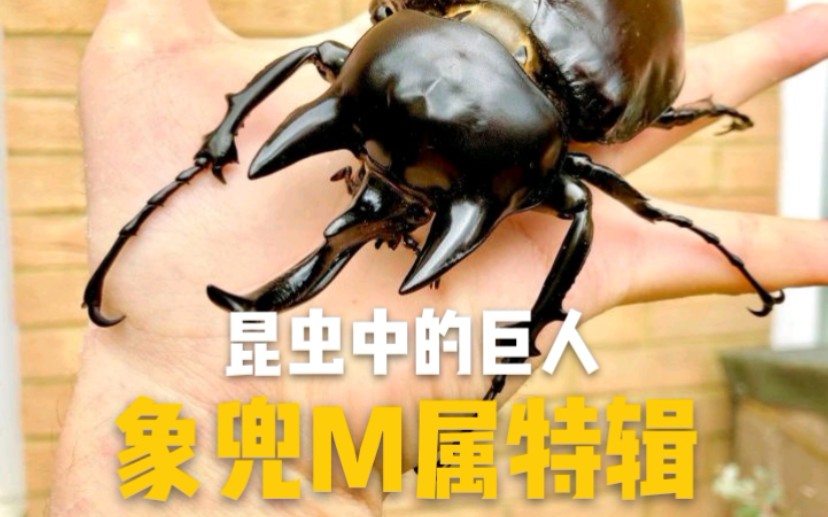 活动作品甲虫家族中的巨人工厂象兜m属特辑