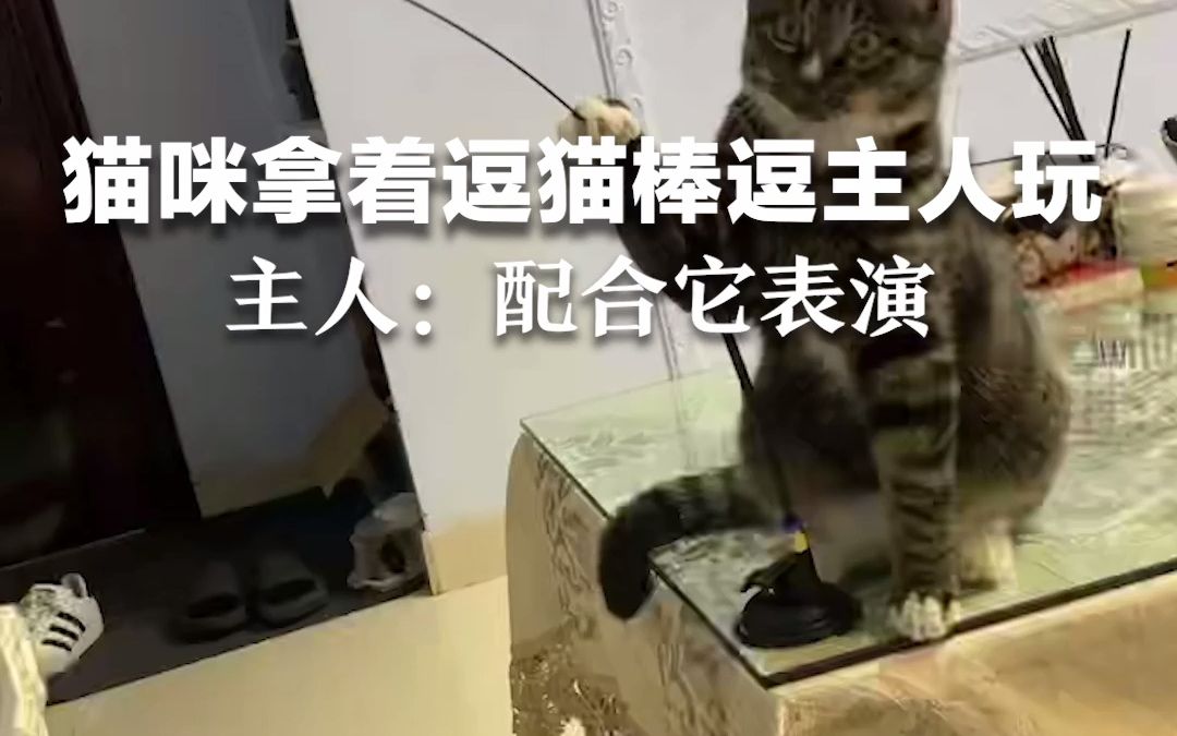 [图]猫咪拿着逗猫棒逗主人玩，主人：配合它表演