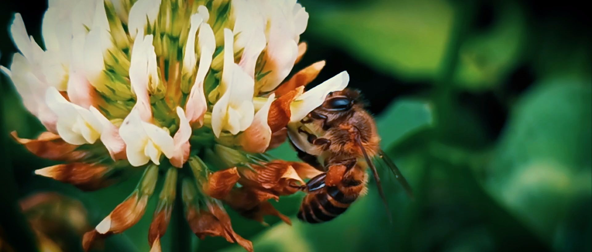 蜜蜂的动作 进出口图片