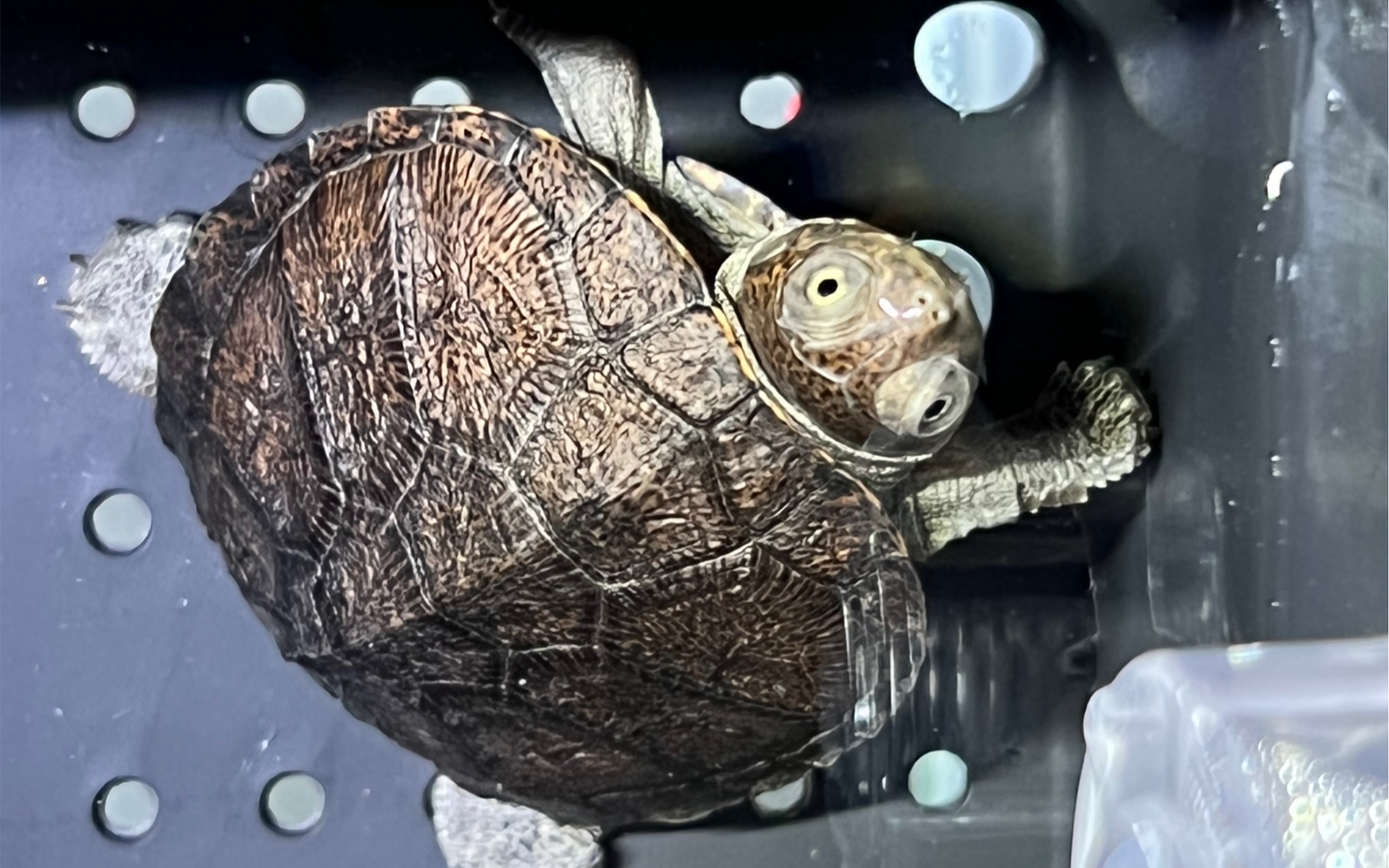 「小黑哥」锯齿侧颈龟,越长越好看的萌龟!_哔哩哔哩_bilibili