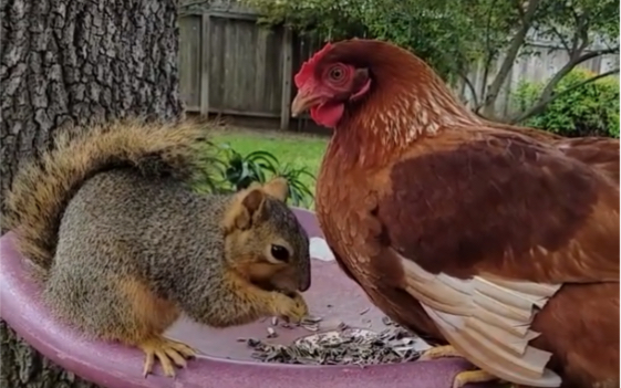 松鼠为了吃的,无视母鸡小啄