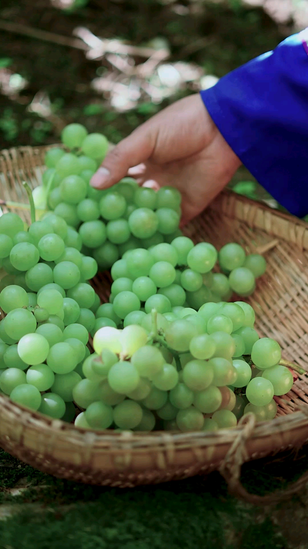 恩施花坪关口葡萄熟了,皮薄肉厚汁水足贼甜,给妈妈摘几串,吃药后吃就