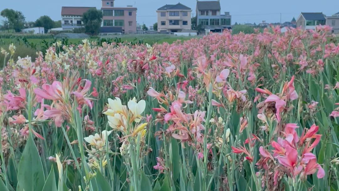 田园风景哔哩哔哩bilibili