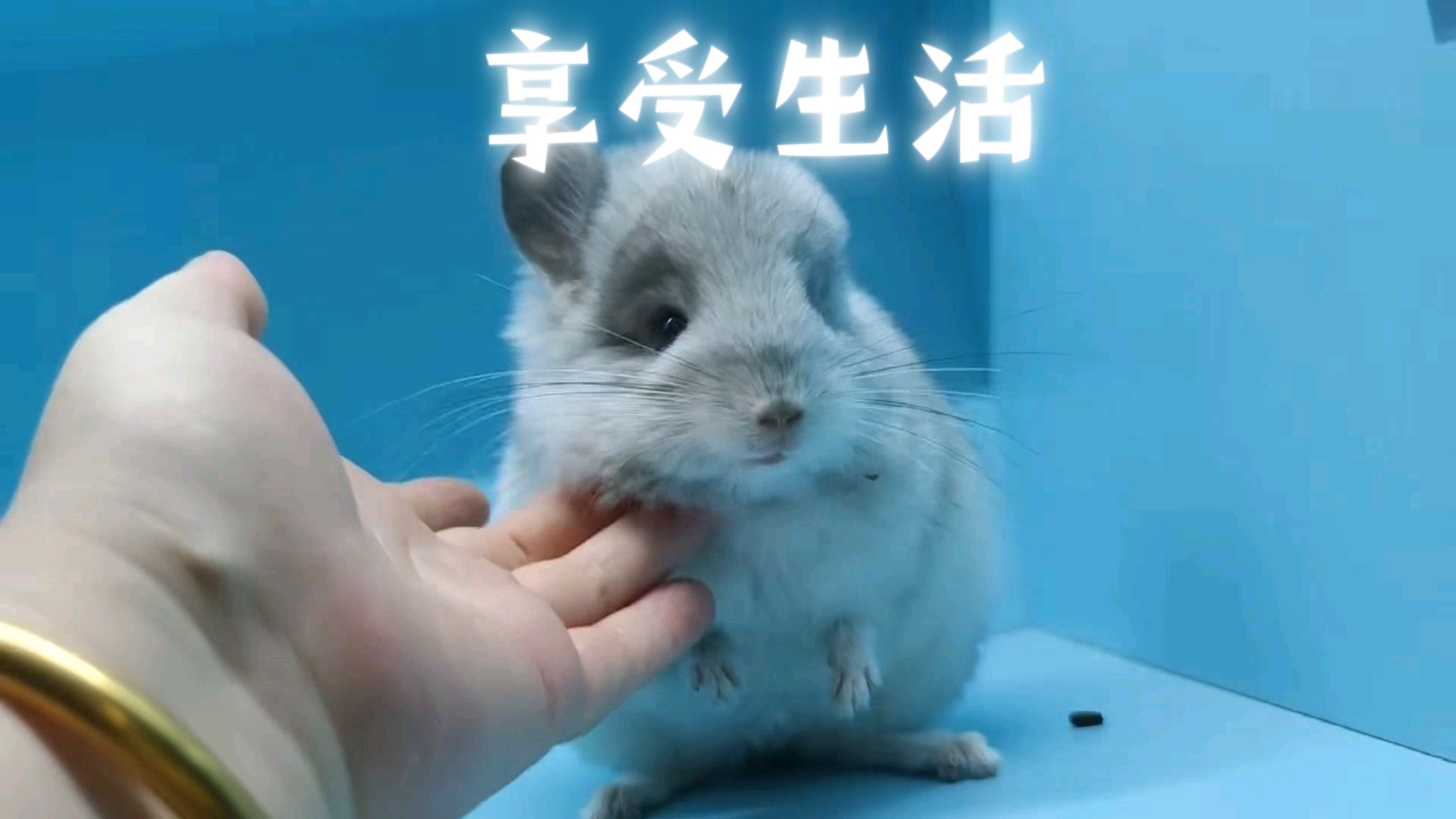 享受人生的小龙猫