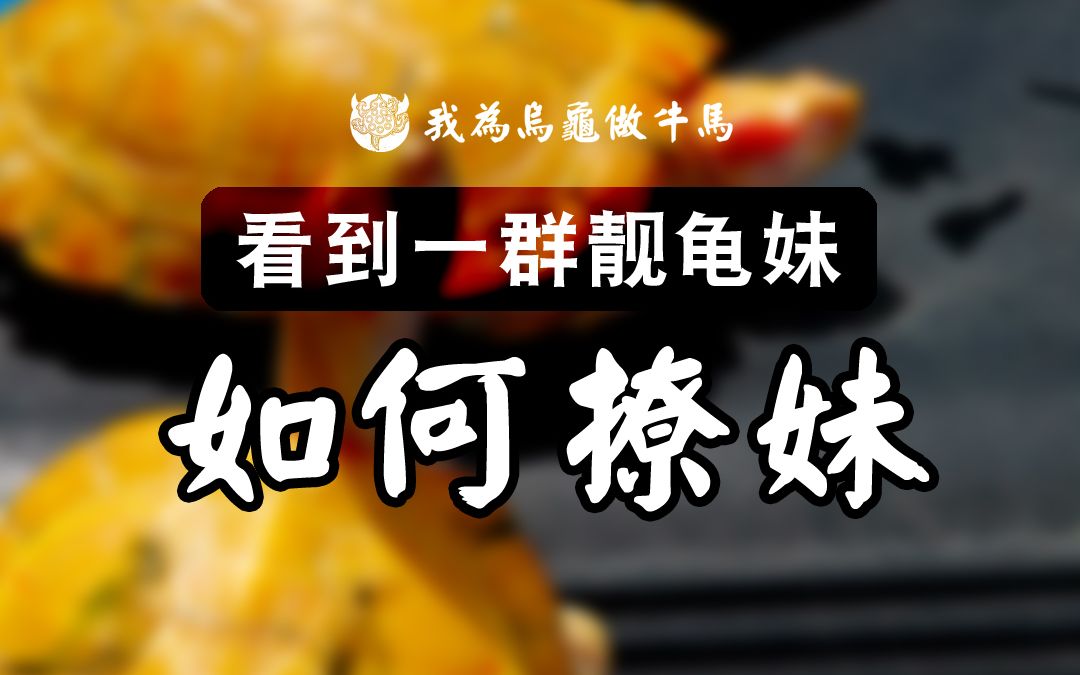 这么好看的龟妹子,你想撩她吗?哔哩哔哩bilibili