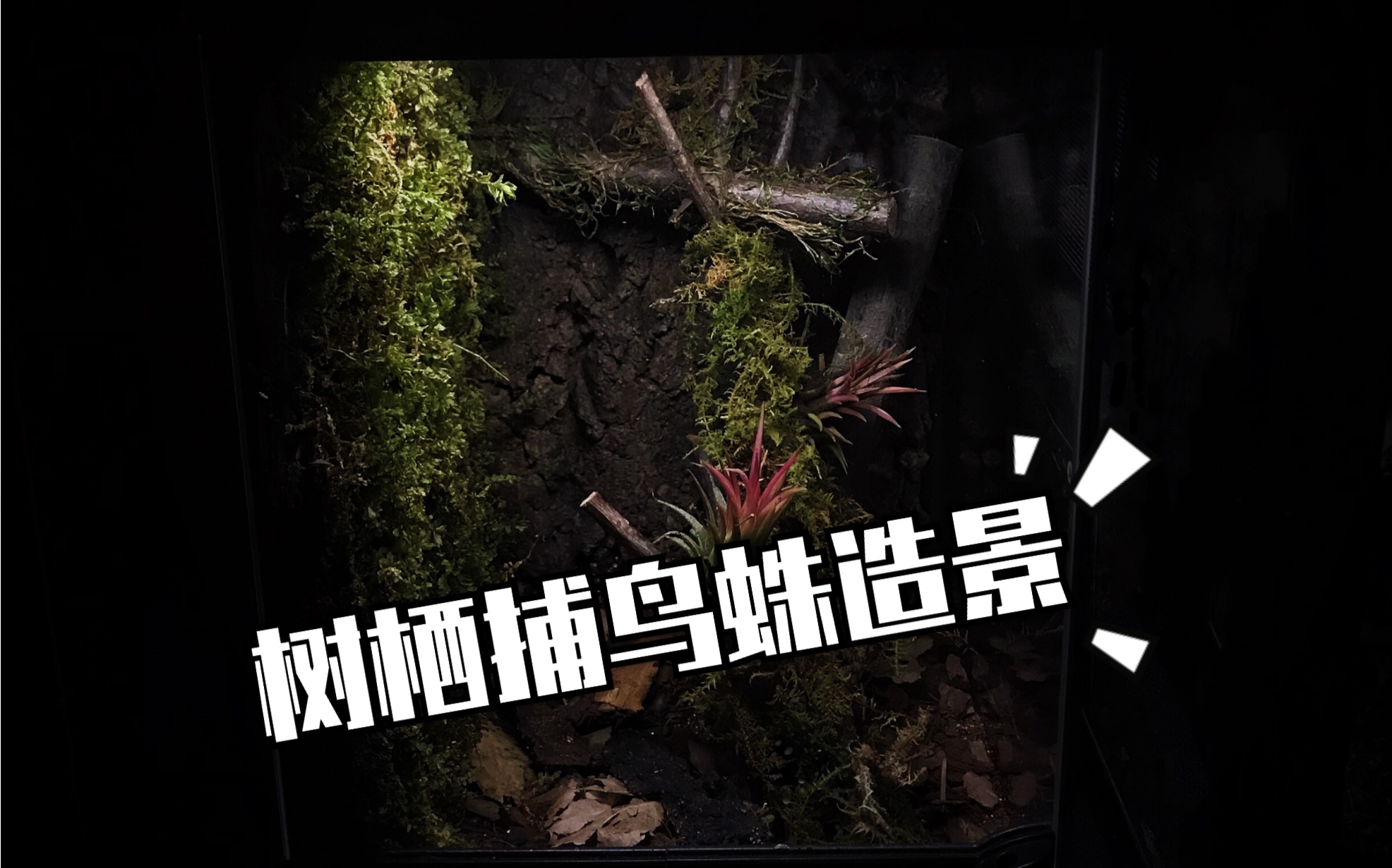 造景捕鸟蛛造景油彩粉红趾造景蜘蛛造景雨林缸造景蜘蛛饲养