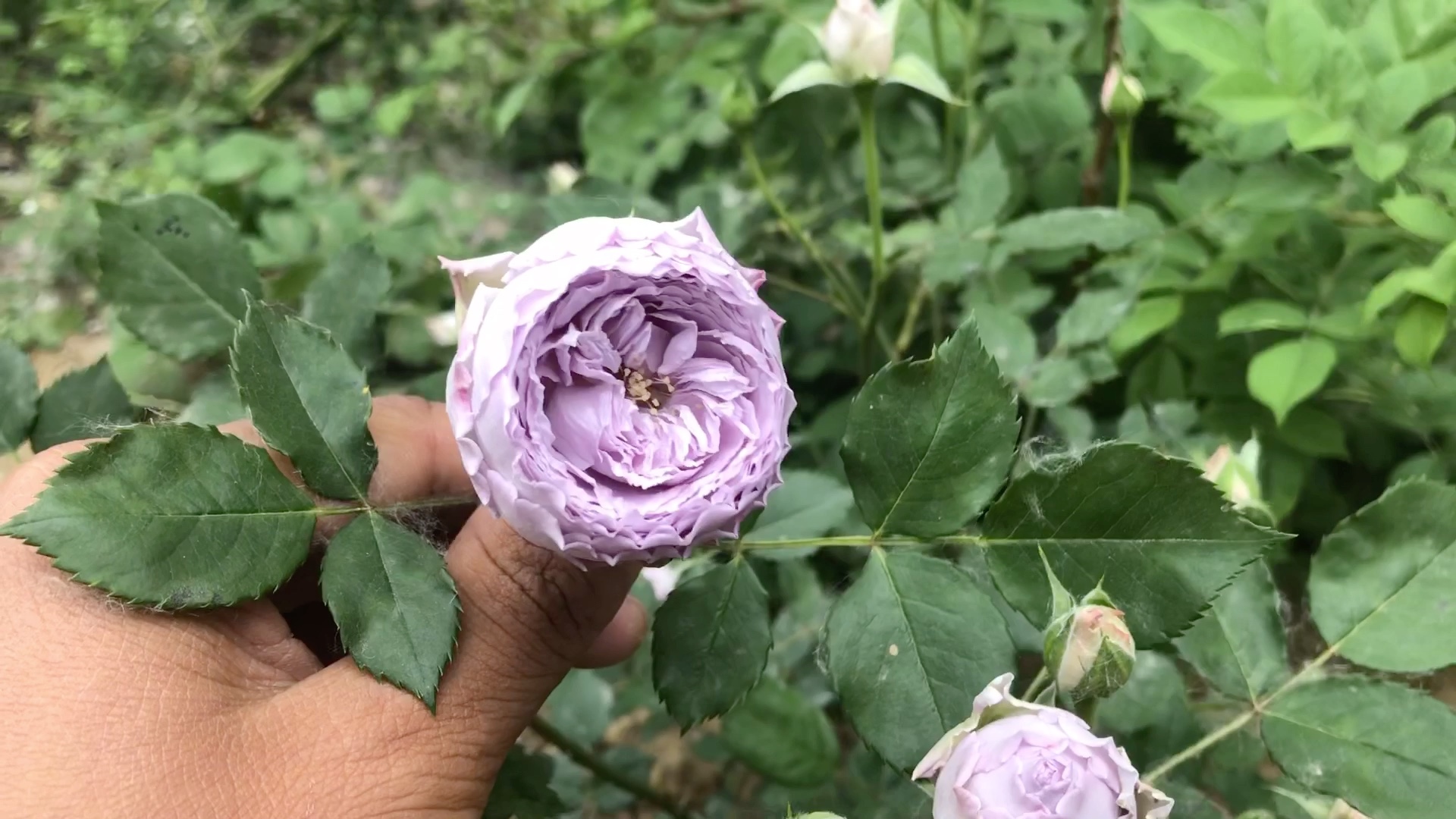 活动  青金石,一款蓝紫色的月季花,开花包菜,非常值得种草!