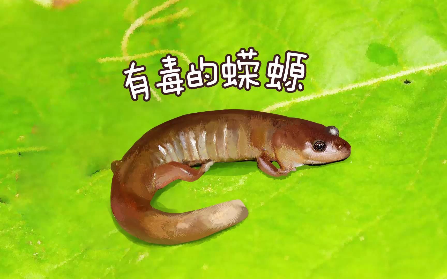 中华蝾螈有毒吗?图片