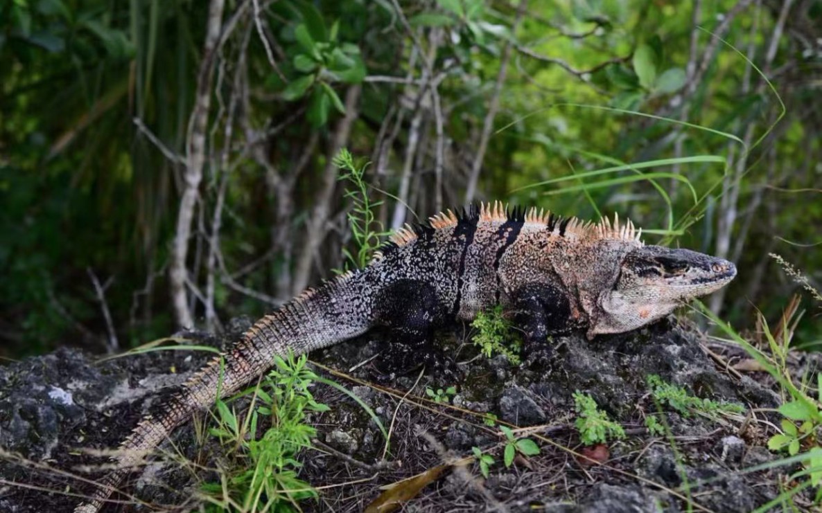 中美刺尾鬣日常