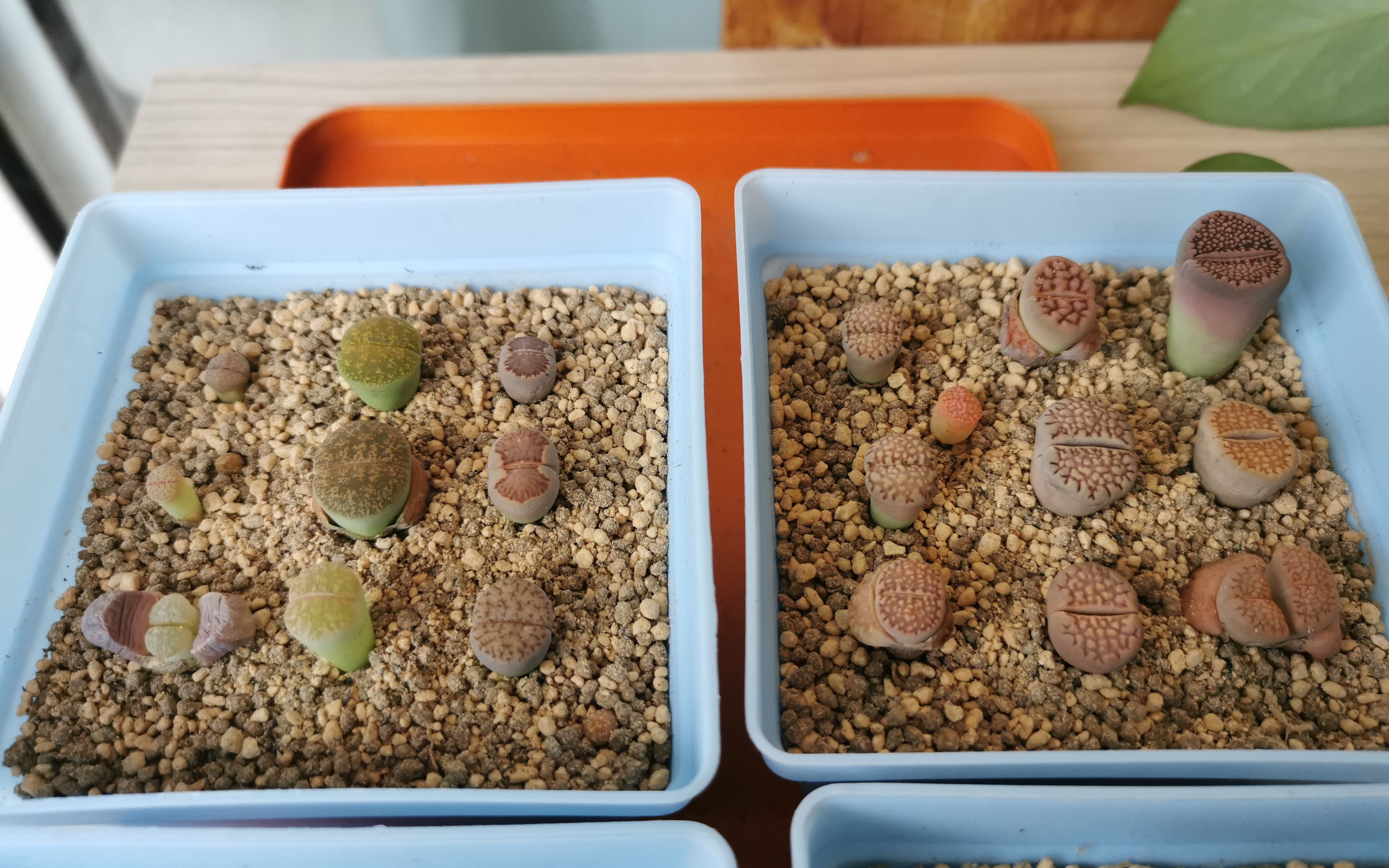 生石花盲盒开箱 鸽子蛋肉锥