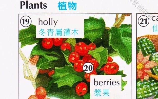 第八十六节:树木及植物 Trees and Plants哔哩哔哩bilibili