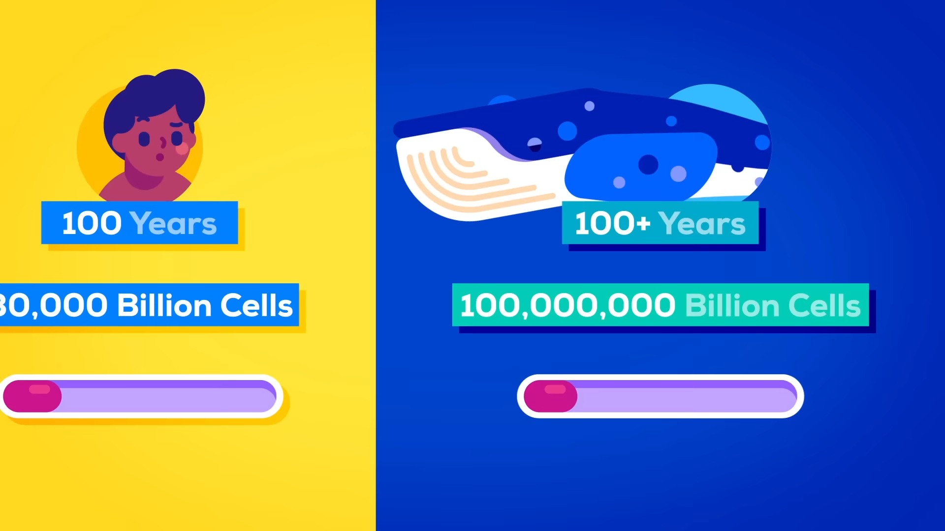 【开启字幕】蓝鲸为何不会得癌症