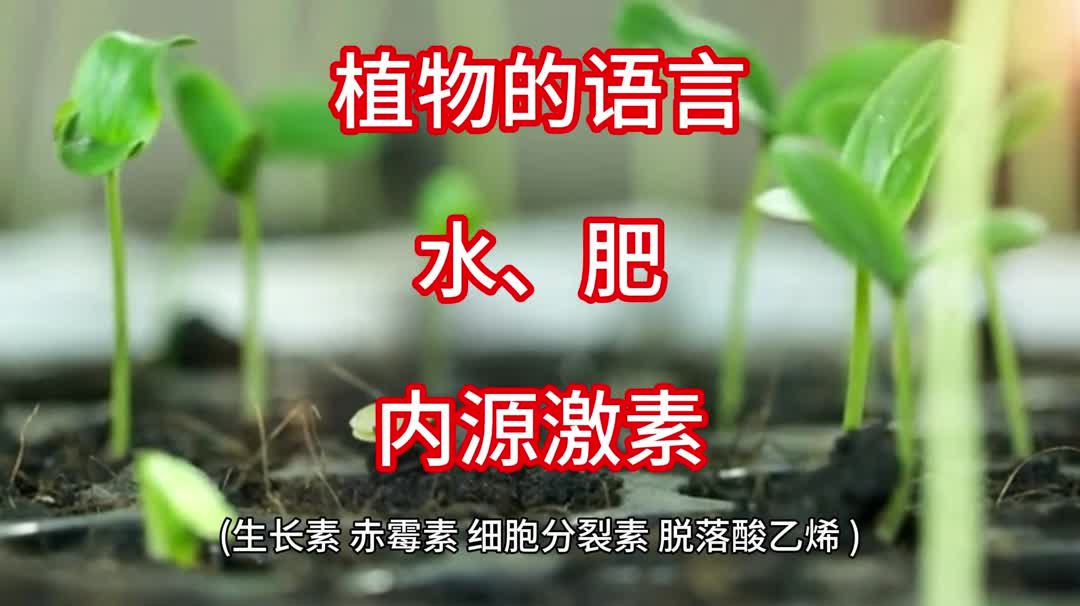 植物的语言水、肥、内源激素哔哩哔哩bilibili