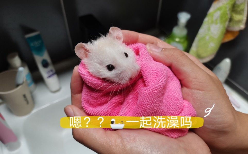 小仓鼠的照片 洗澡图片