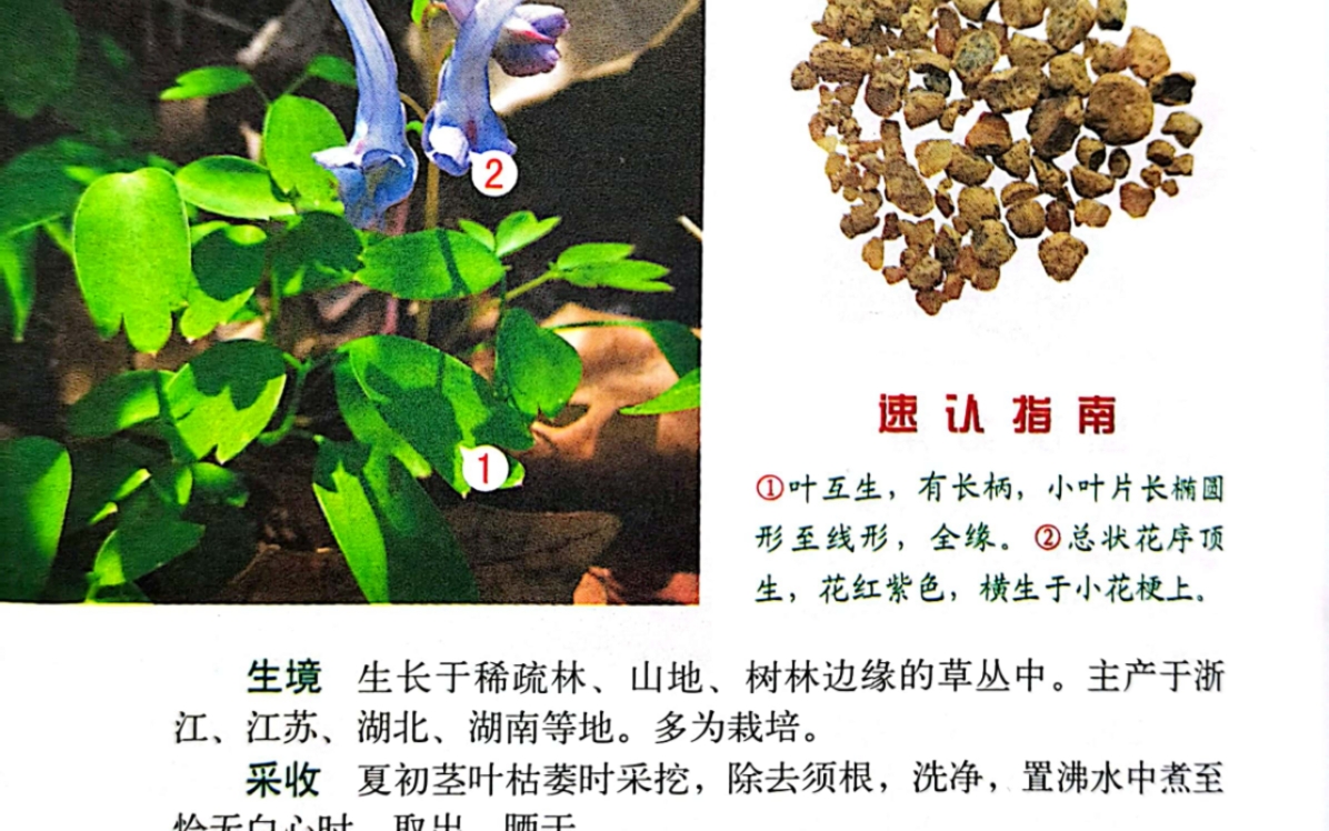 川栋子的功效与主治(川楝子治疗什么病最好)