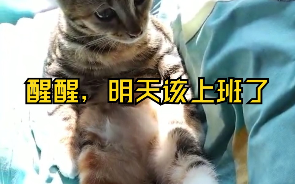 活动  【猫】醒醒,明天要上班了