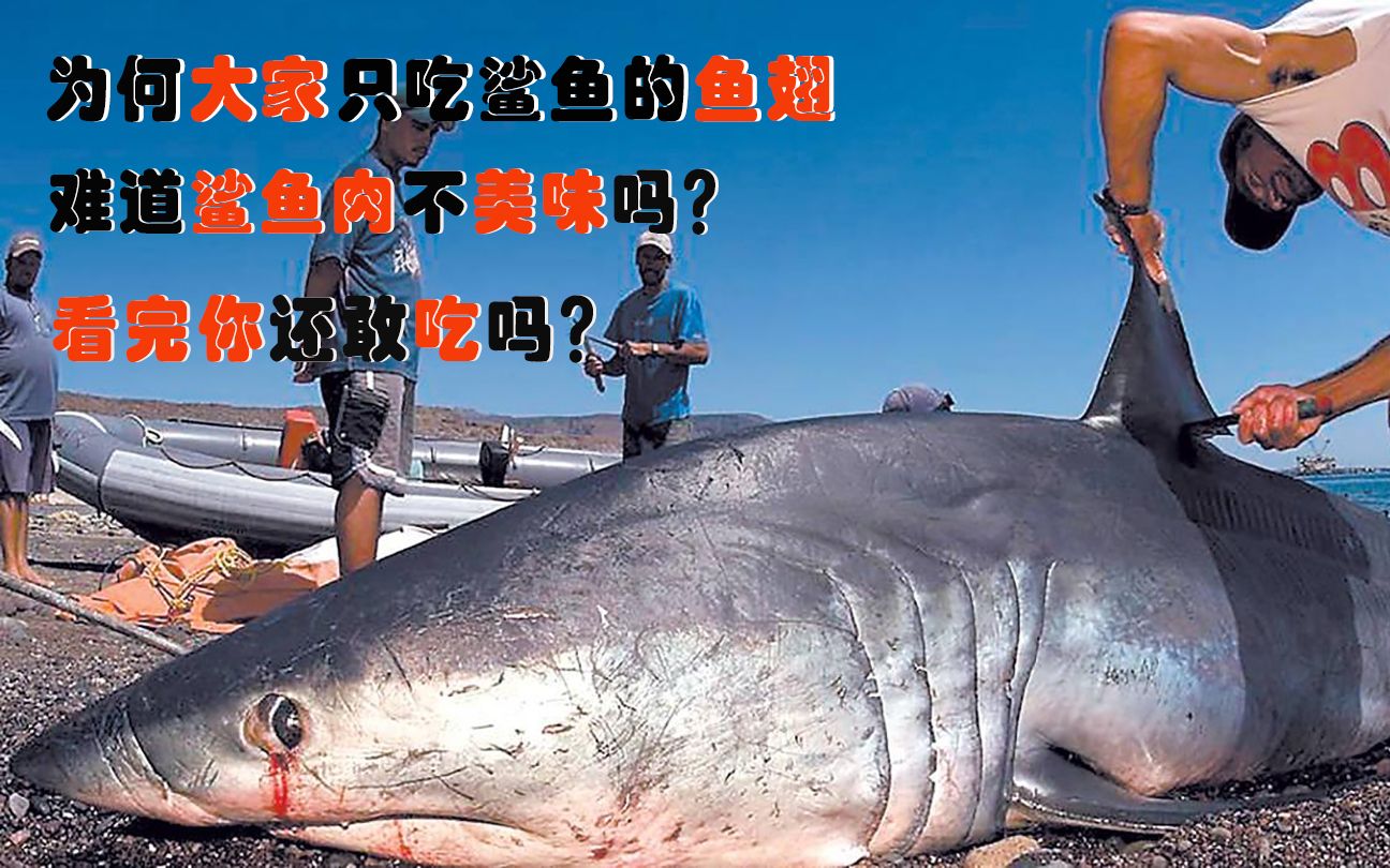 為何大家只吃鯊魚的魚翅,難道鯊魚肉不美味?看完你還敢吃嗎?