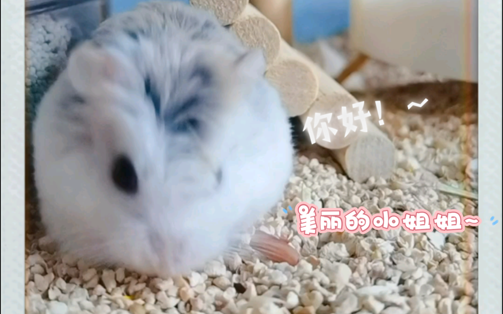 【公婆鼠】鼠鼠才睡醒的帅气非主流发型