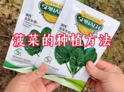 Tải video: 秋季菠菜的种植方法