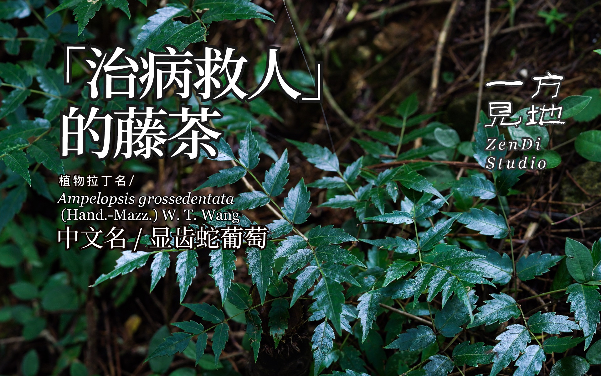 野藤茶功效和作用(野藤茶:降血压,抗氧化,减肥的好帮手)