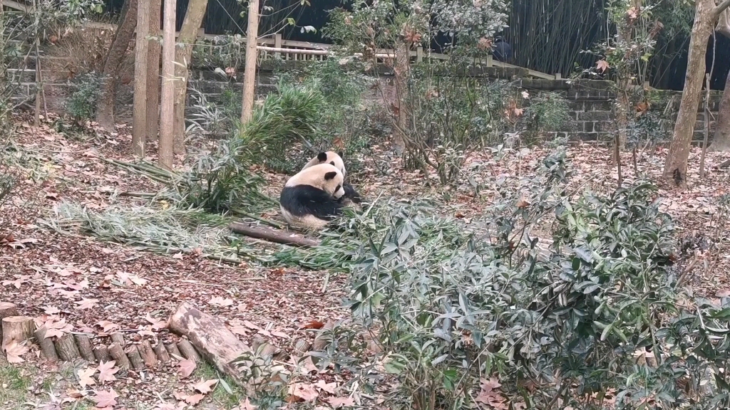 [图]遇见大熊猫和小熊猫