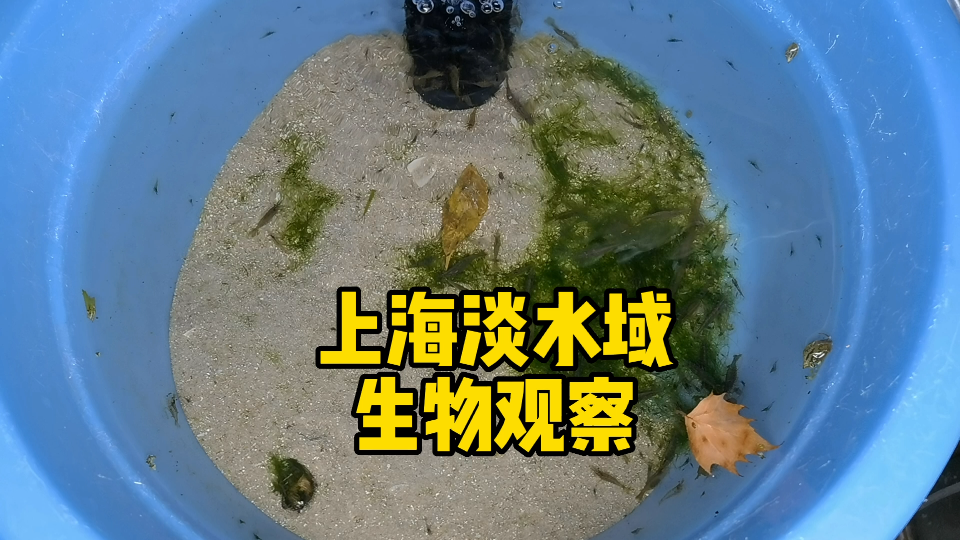 [图]上海淡水域生物观察